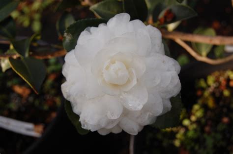 Revel in the Exquisite Serenity of Autumn's Magic Pearl White Camellia